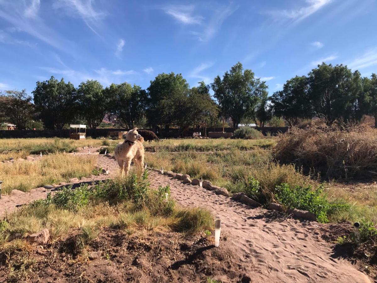 Eco-Lodge El Andinista San Pedro de Atacama Bagian luar foto