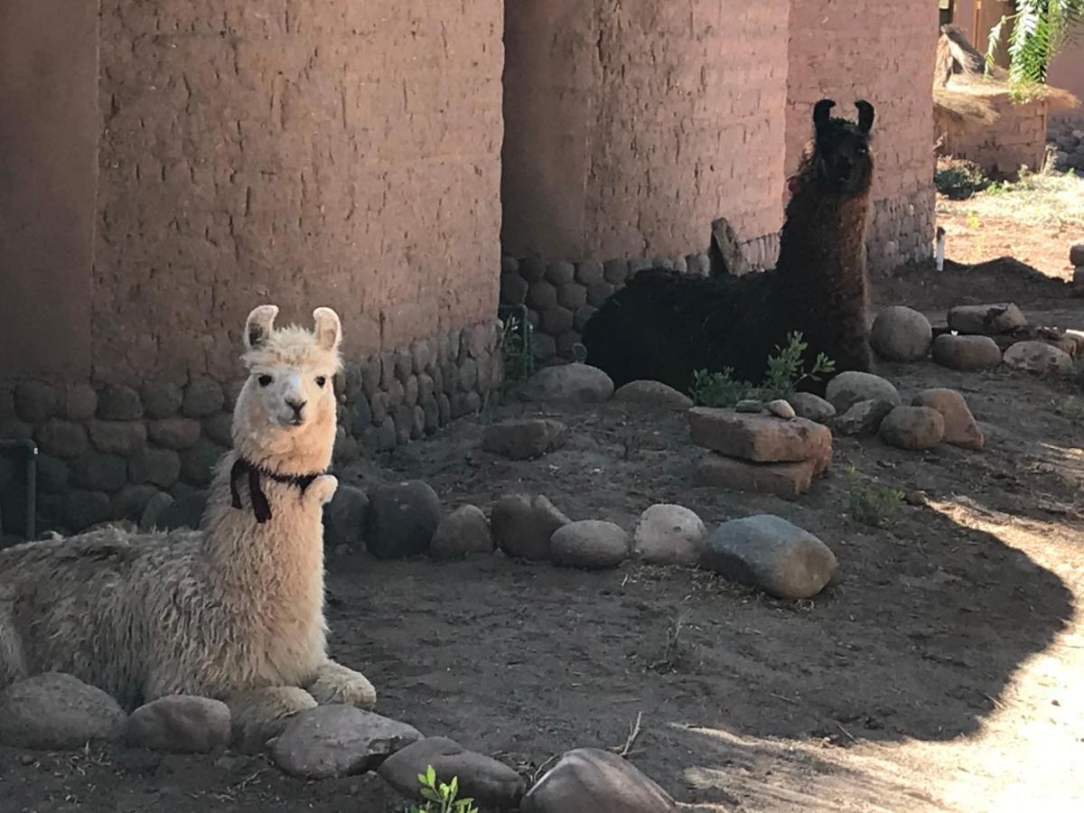 Eco-Lodge El Andinista San Pedro de Atacama Bagian luar foto