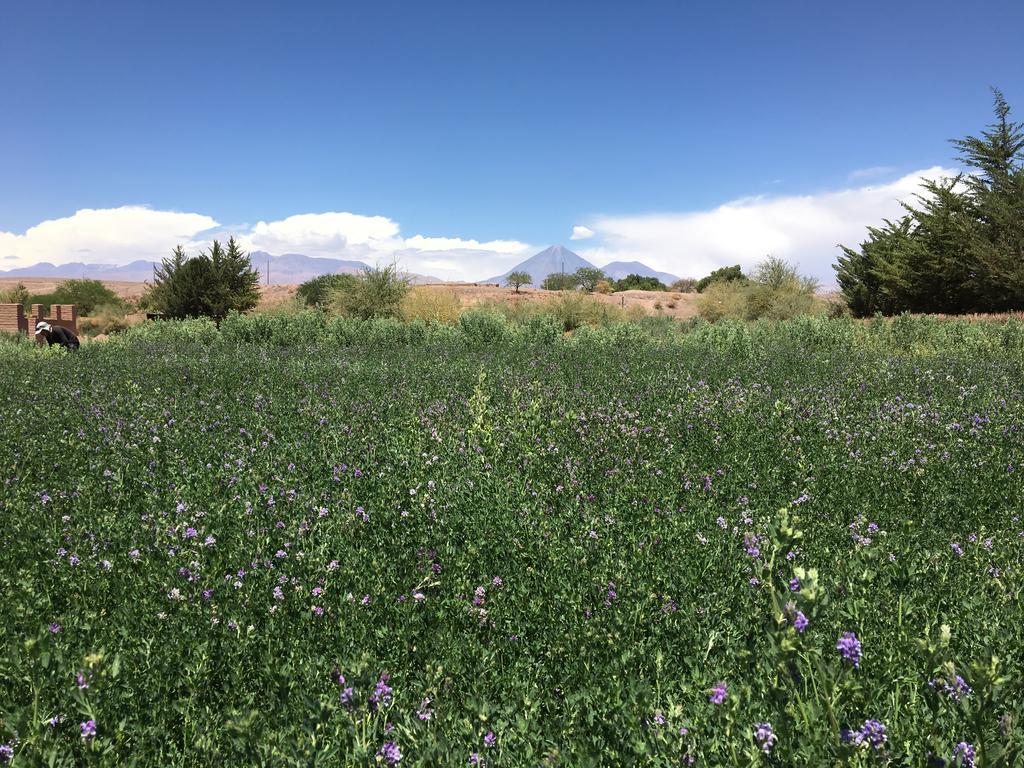 Eco-Lodge El Andinista San Pedro de Atacama Bagian luar foto